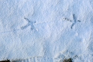 Haselhuhn Spuren im Schnee