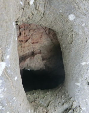 Baumhöhle