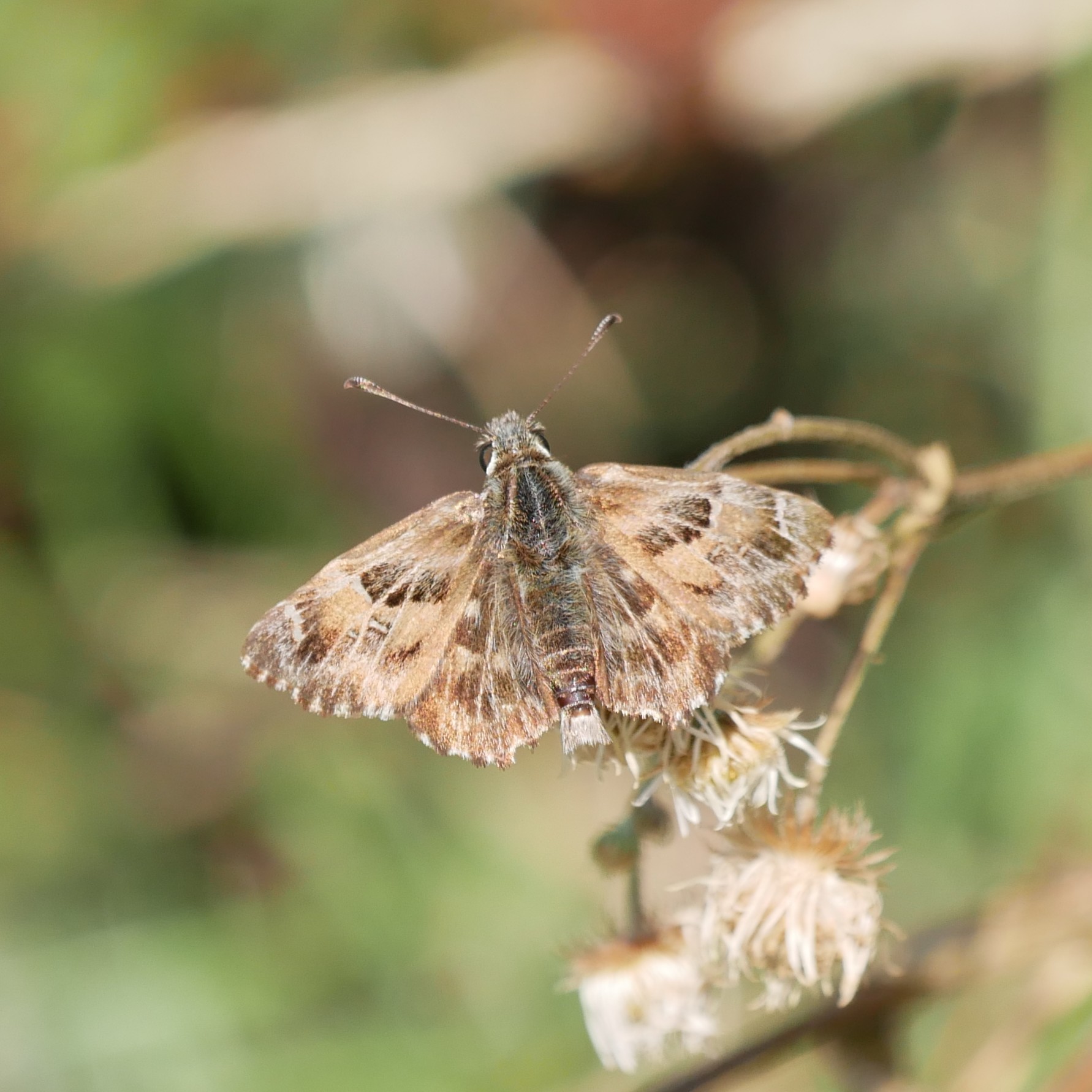Carcharodus alceae © Yannick van der Veen Carcharodus alceae