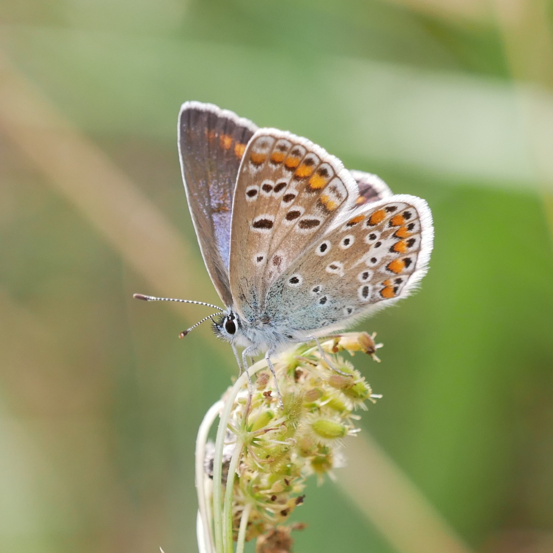 Polyommatus icarus © Yannick van der Veen Polyommatus icarus
