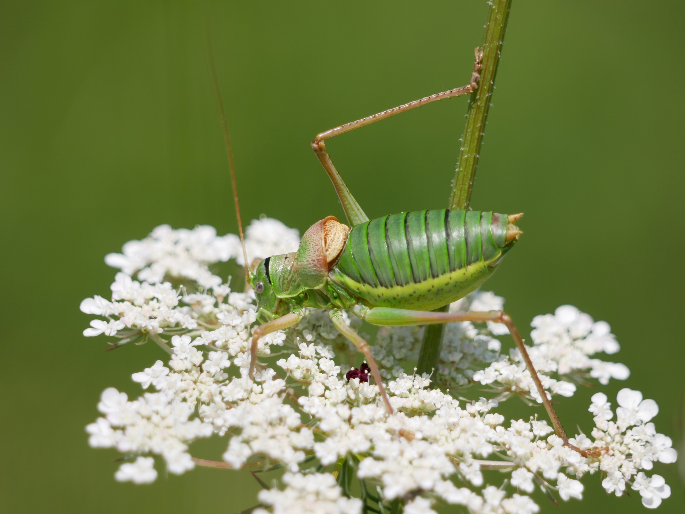 Westliche Sattelschrecke (Ephippiger diurnus) in den Querterrassen © Yannick van der Veen Westliche Sattelschrecke (Ephippiger diurnus) in den Querterrassen