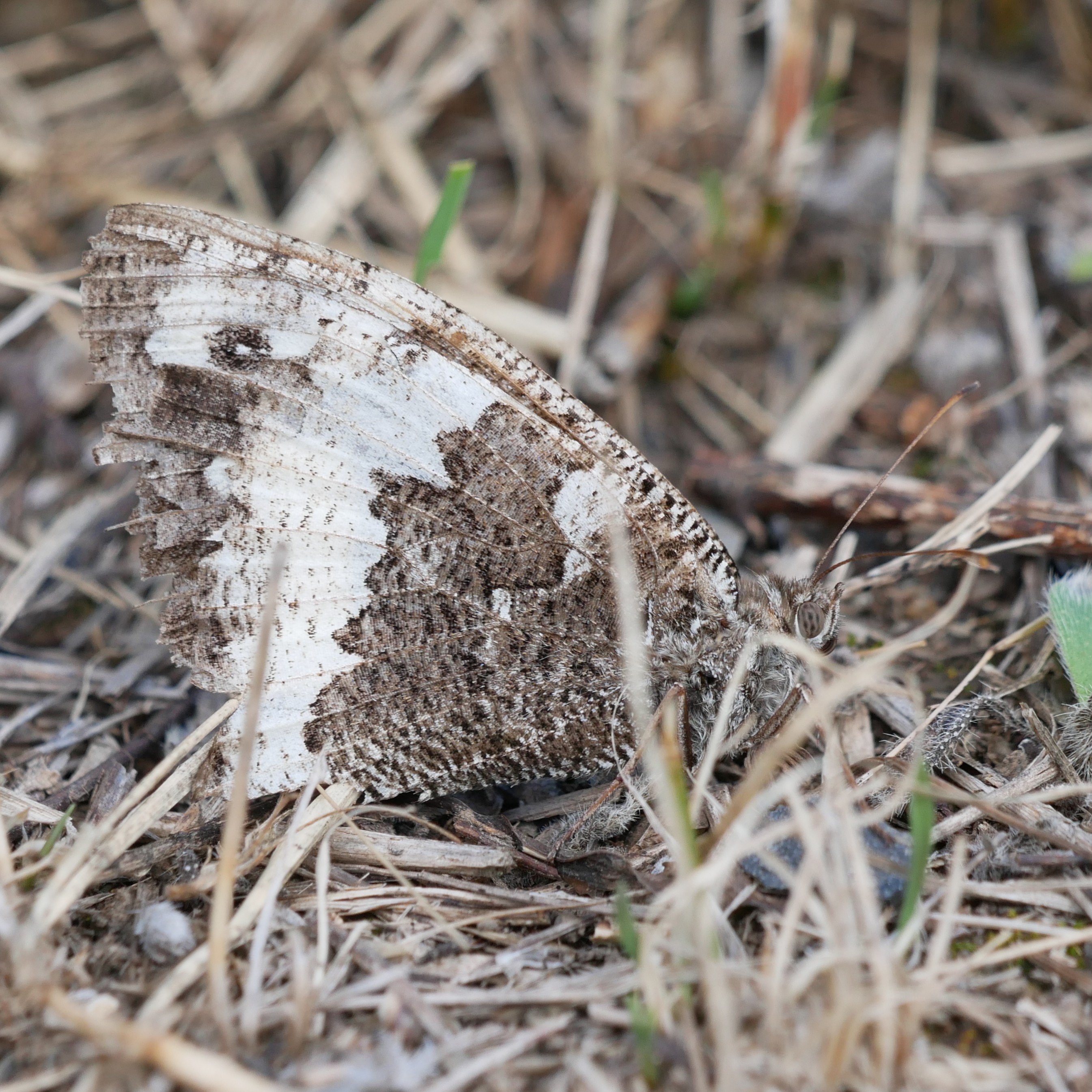 Weißer Waldportier (Brintesia circe) © Yannick van der Veen Weißer Waldportier (Brintesia circe)