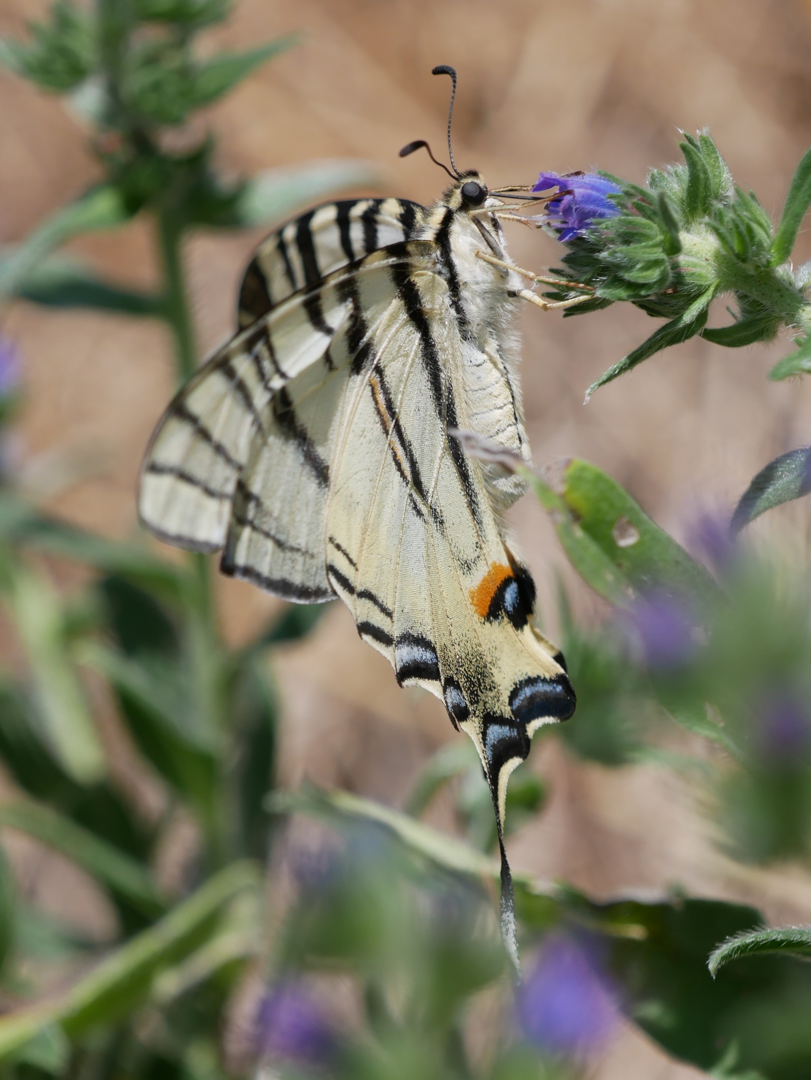 Segelfalter (Iphiclides podalirius)